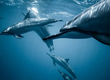 8868体育平台：让热爱变成日常的全新体育体验